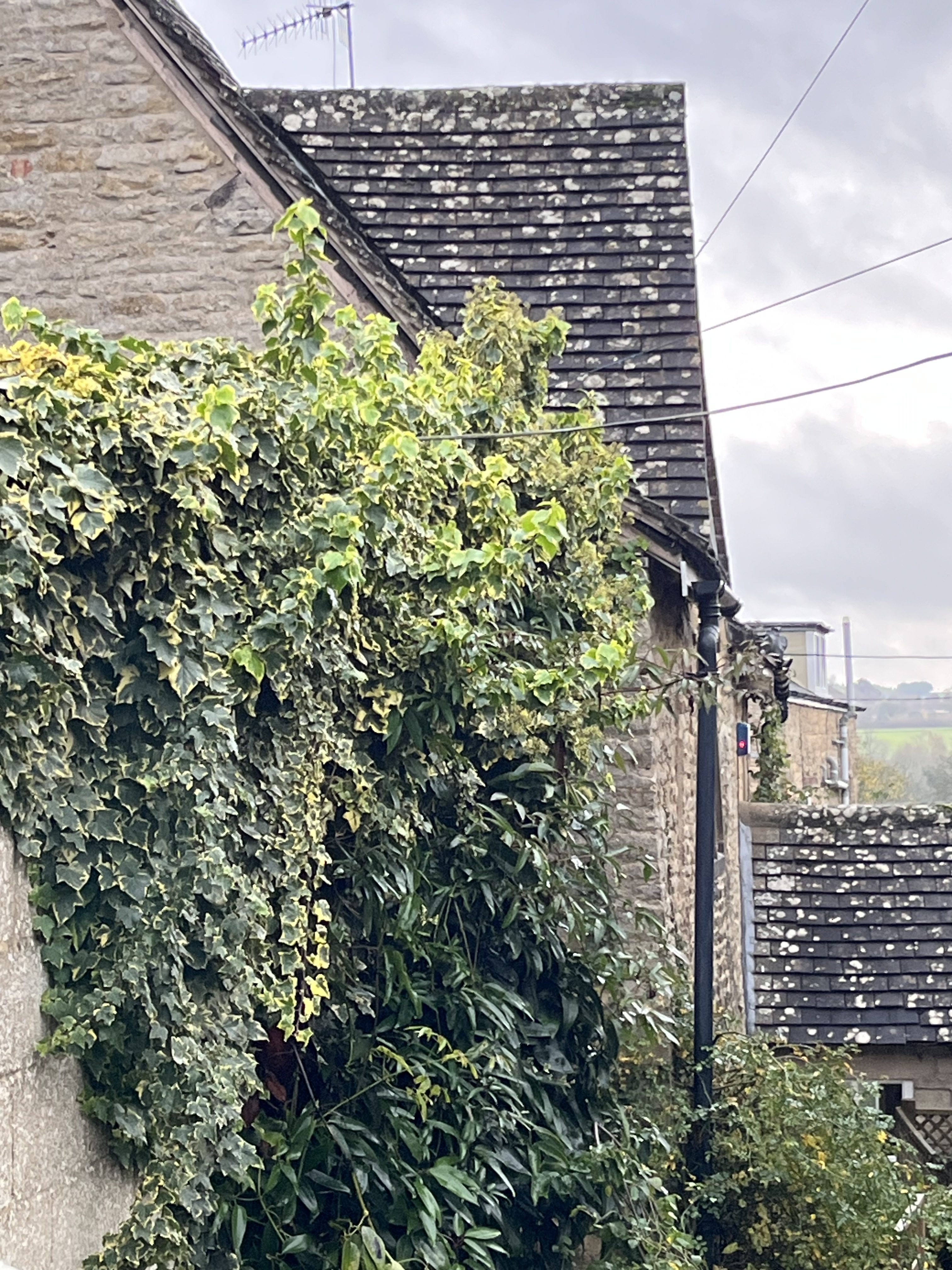 Pest Control in the Cotswolds: Local Expertise You Can Trust