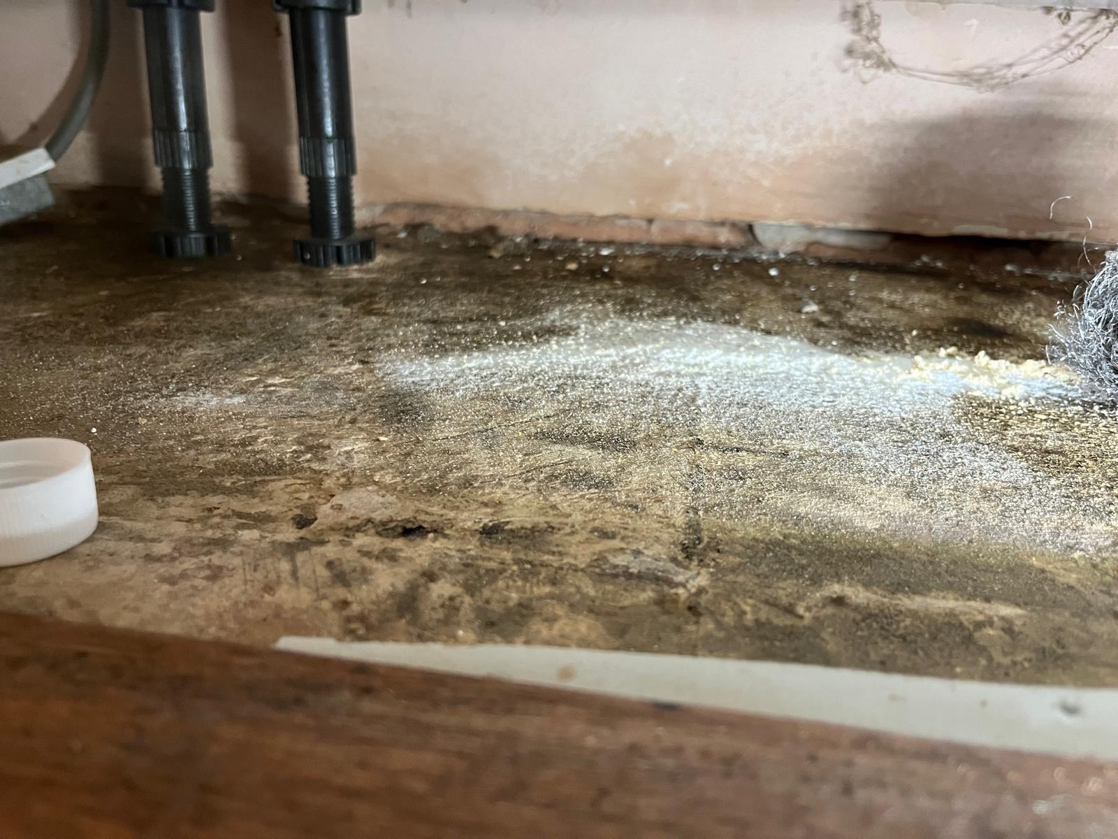 Mouse Pest Control in Evesham | Trusted Family Run Experts for Homes & Businesses