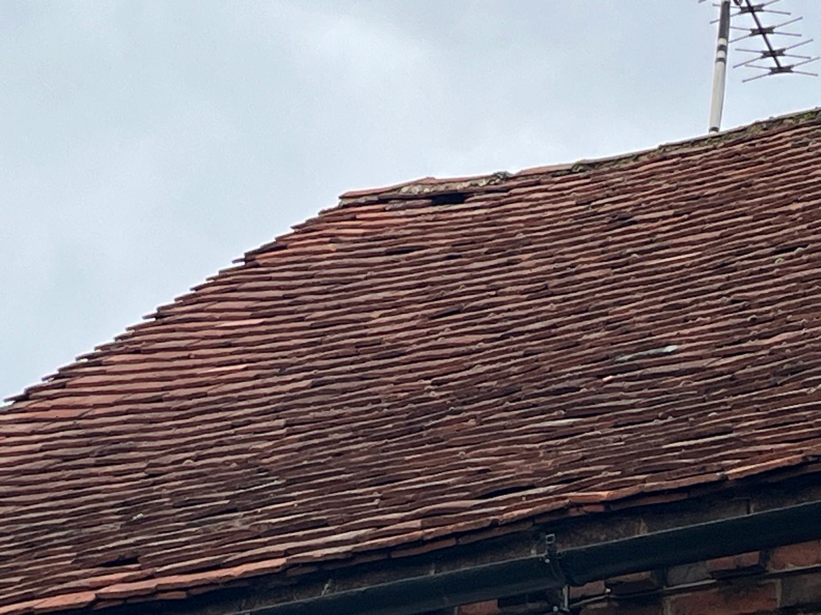 Are Grey Squirrels Damaging Your Loft? Signs to Look Out For in Evesham and Surrounding Areas
