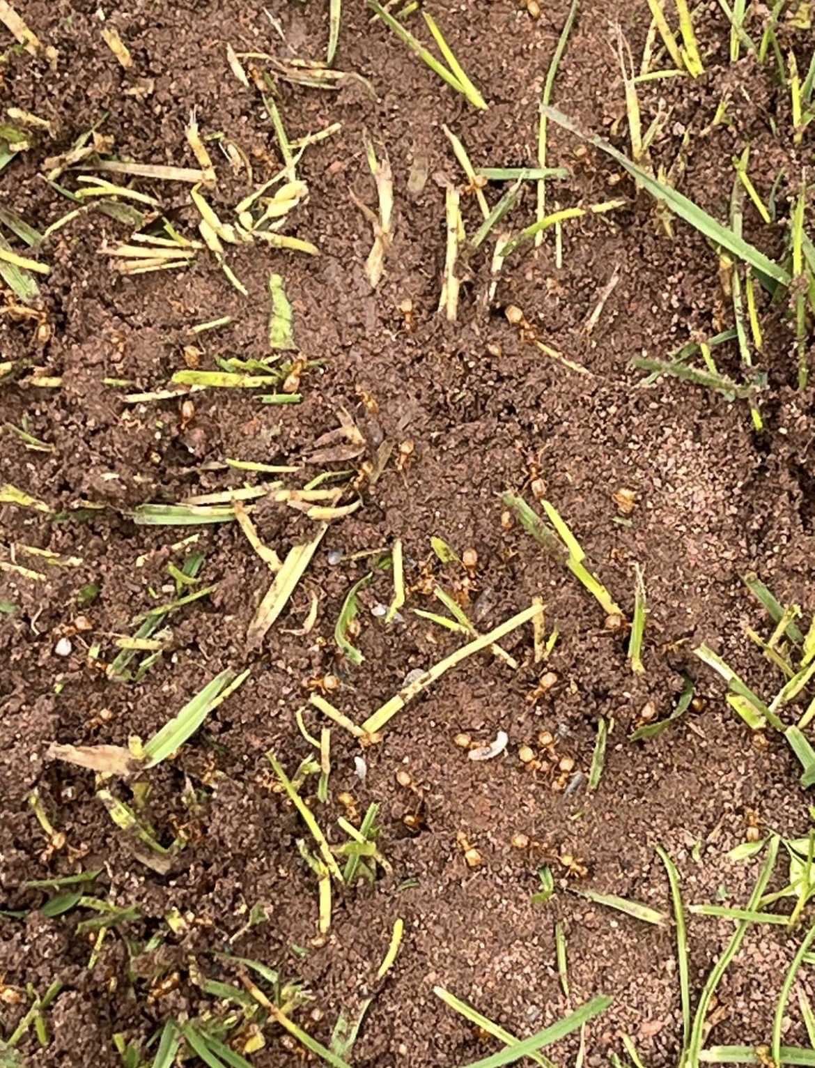 Tiny Visitors, Big Problem: Why Professional Ant Control Matters
