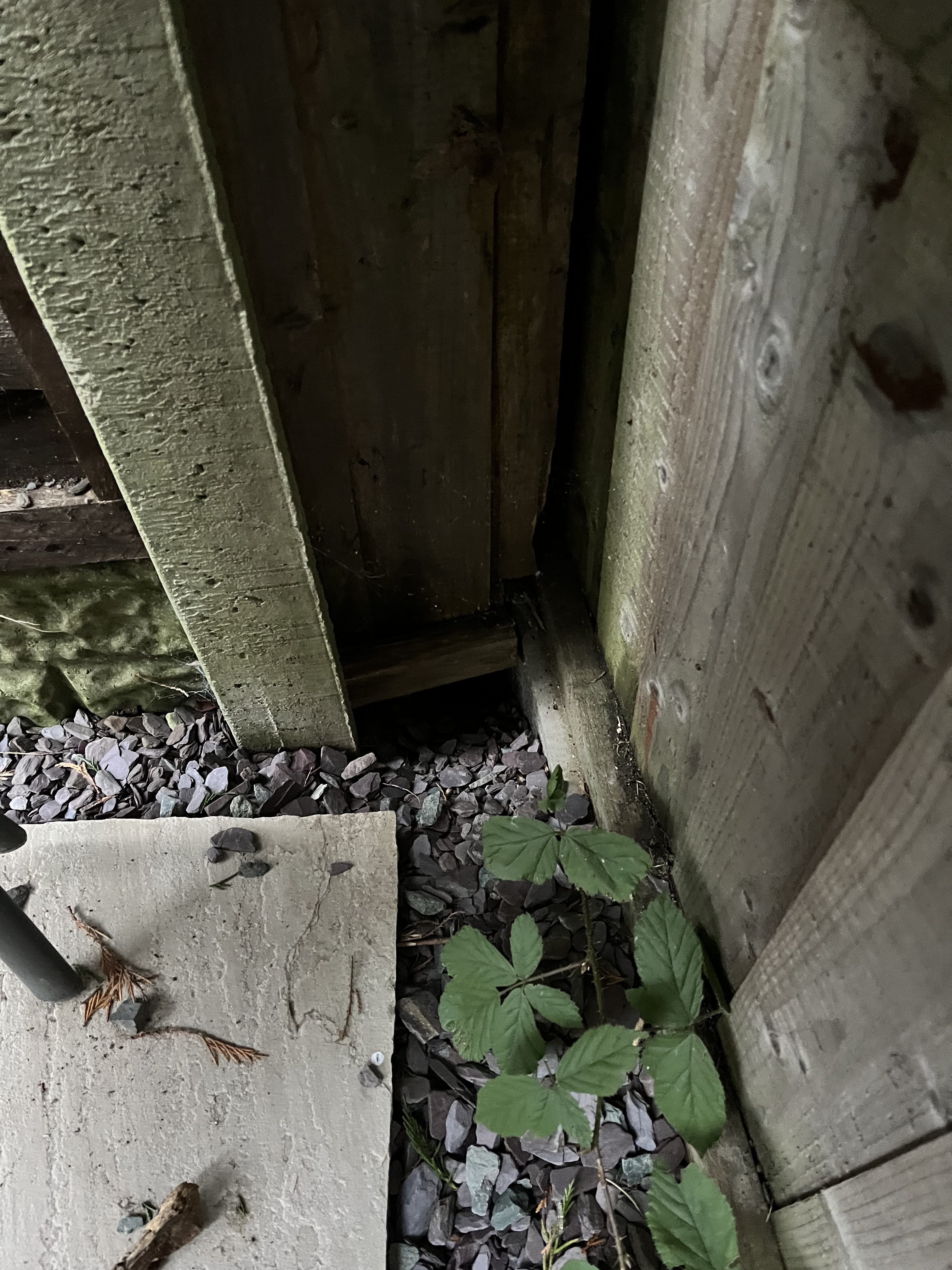 Rats, Ants and Cluster Flies: March Pest Control in Evesham & the Cotswolds