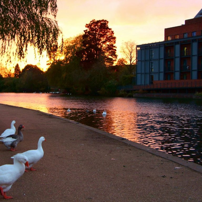 Ducks near a riverbank at sunset, with trees and a modern building in the background.