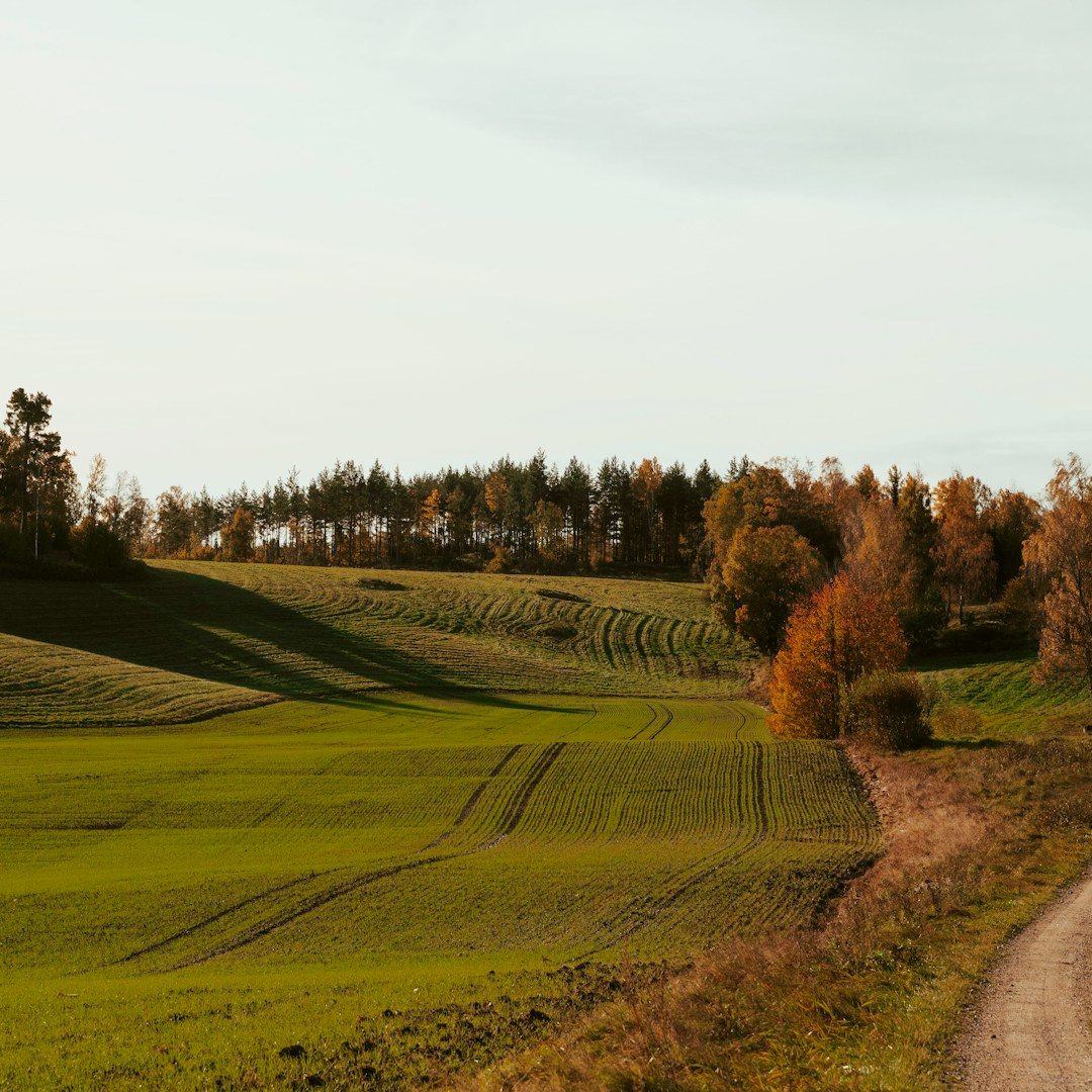 Lush green fields with tree line and a winding dirt path under a clear sky.