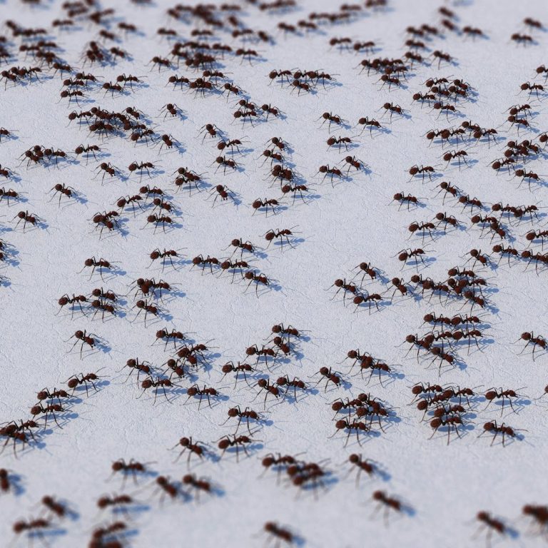 A dense swarm of ants crawling across a sandy surface.