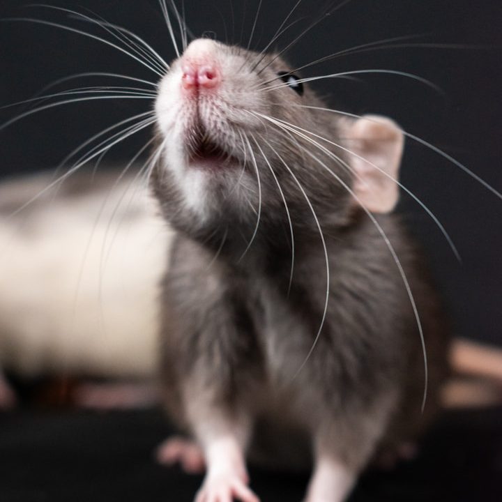 Close-up of a curious grey rat with prominent whiskers and a pink nose.