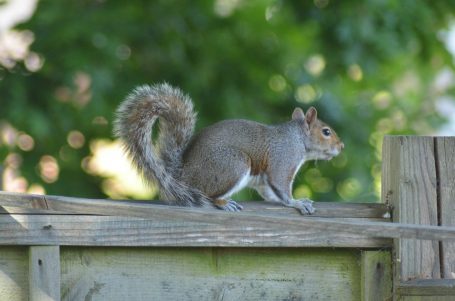 Grey Squirrel Grey squirrel climbing on a wooden fence against a blurred green background.