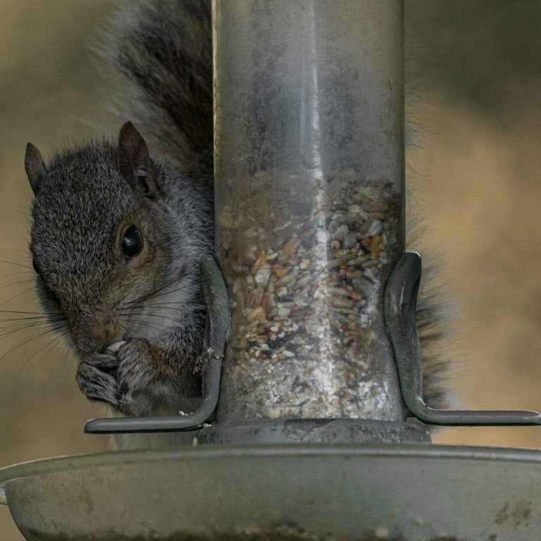 Grey squirrel Squirrel eating from a bird feeder, with a blurred background.