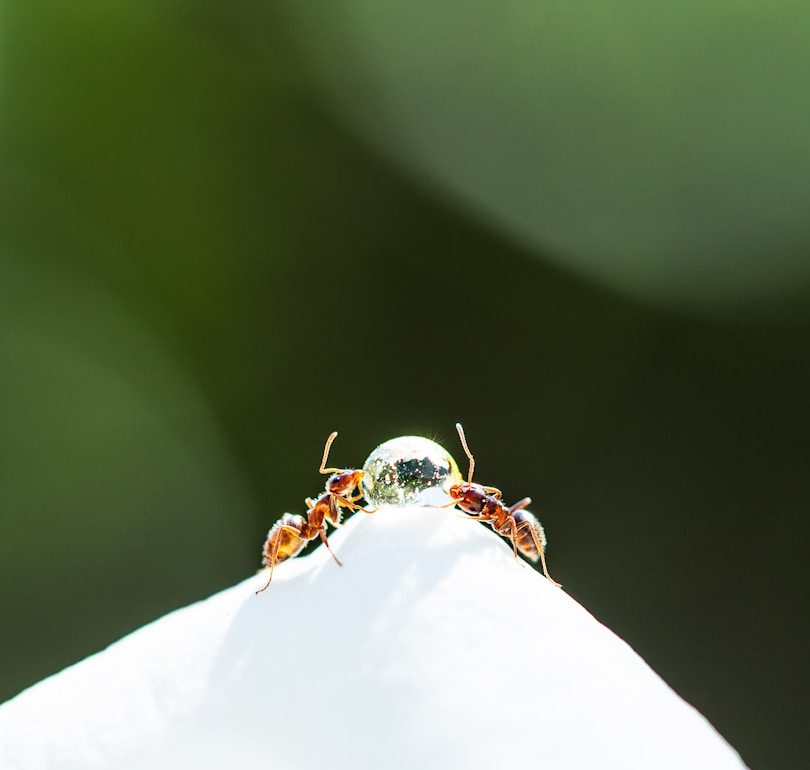 Professional Ant Control in The Cotswolds