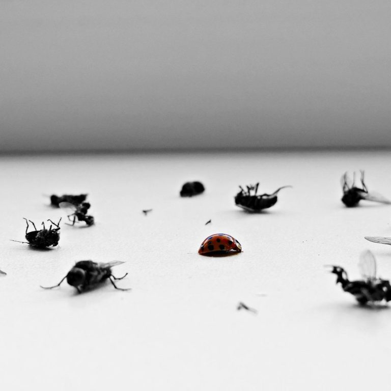 A red ladybird among scattered dead insects on a white surface.