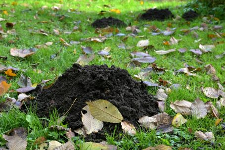 Mole Control Mounds of soil surrounded by fallen leaves on grassy ground.